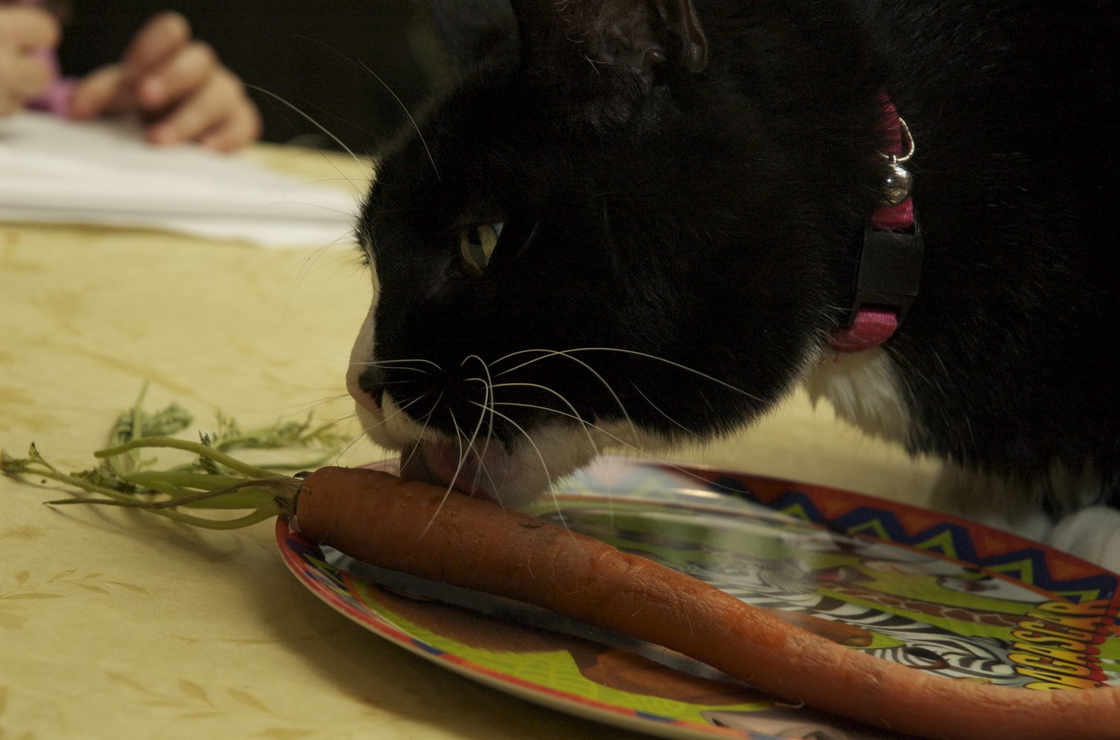 Lumpy enjoying the Easter bunny’s treat