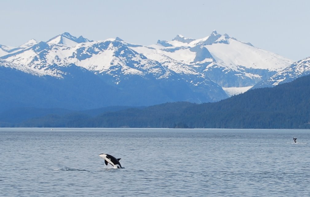 Orca whales breaching