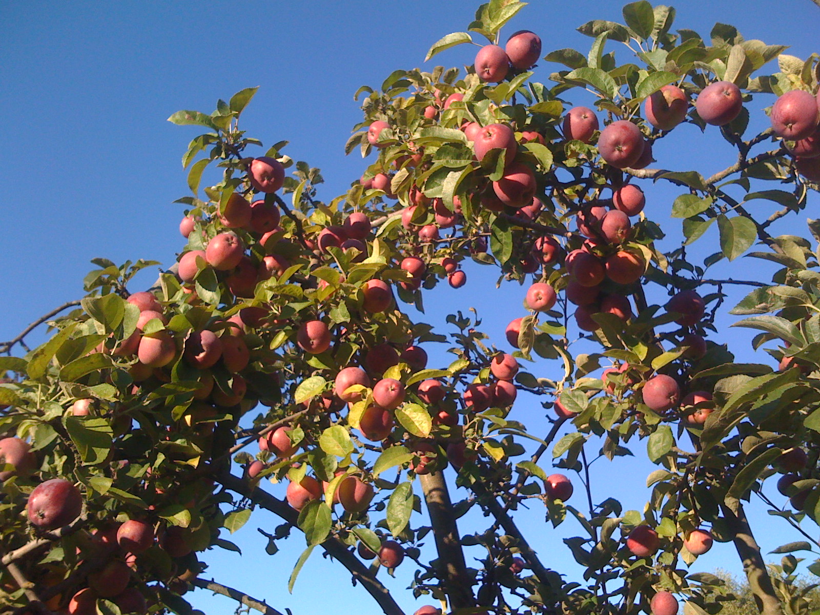 Washington apples