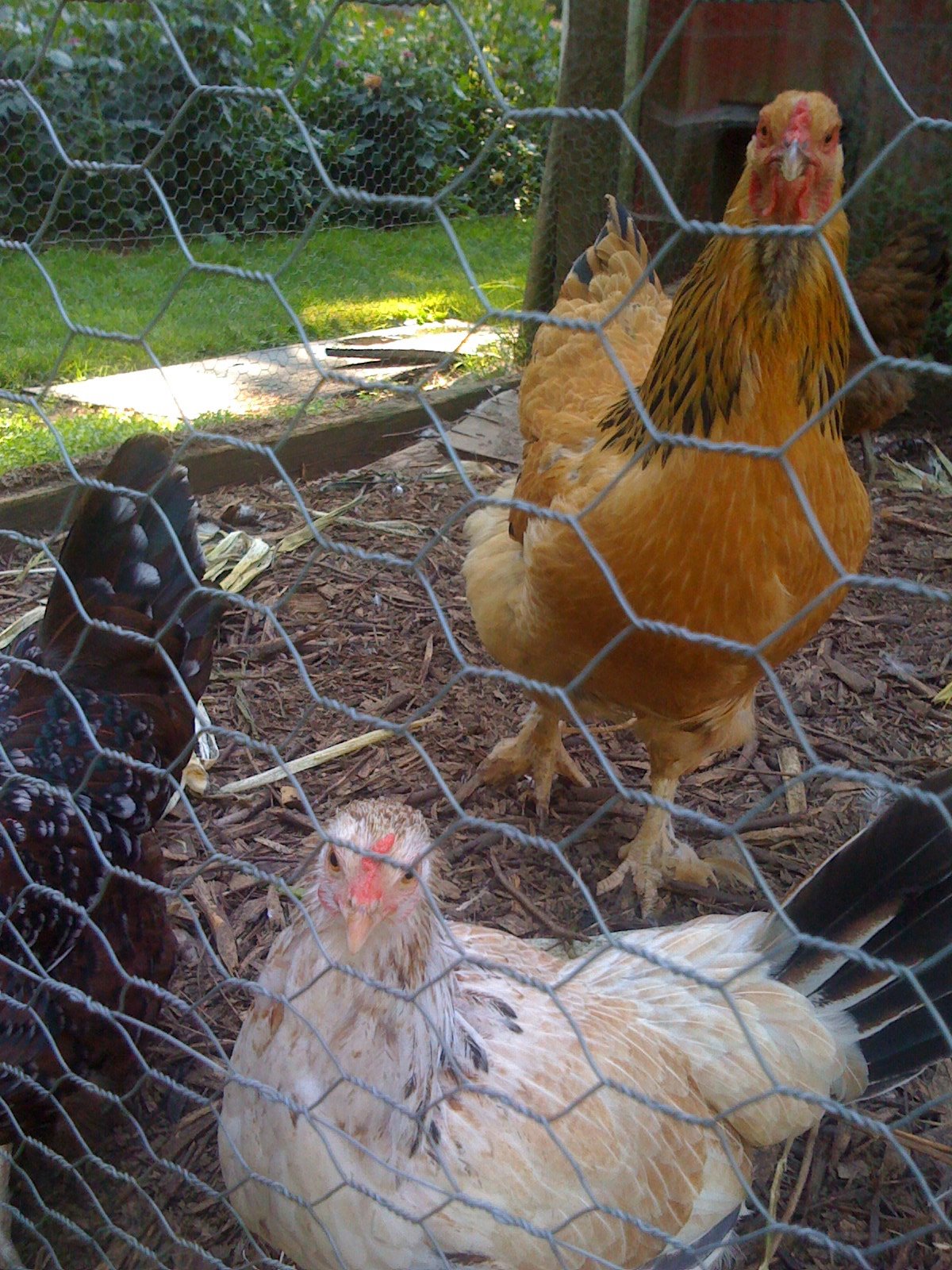 Going nuts for chickens