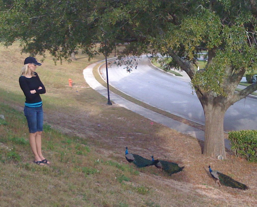 Peacocks