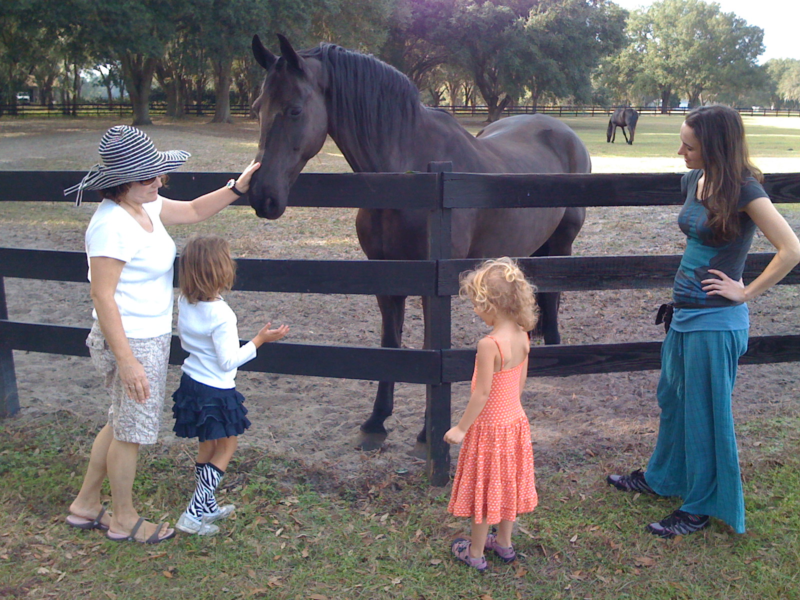 Falling in love with horses