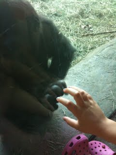 Bored hot gorilla