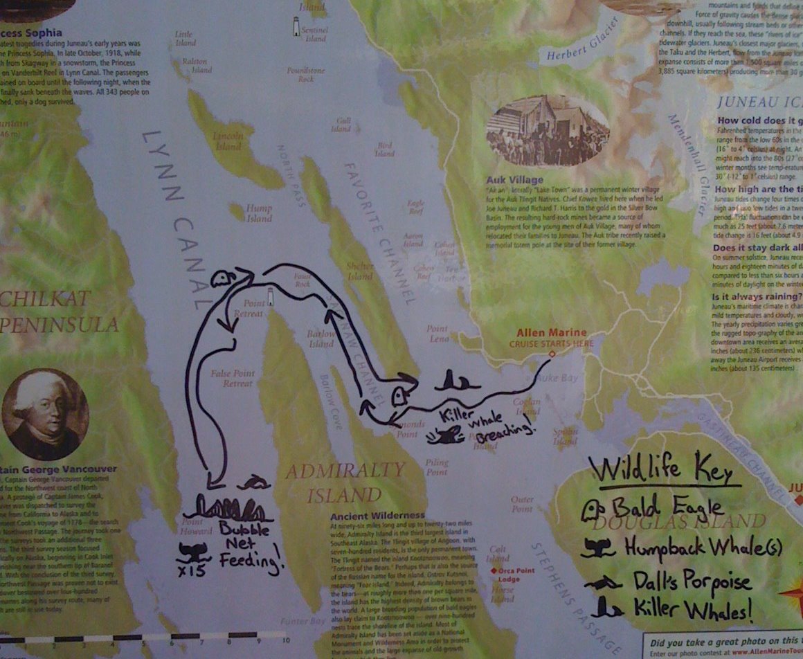 Whale watching