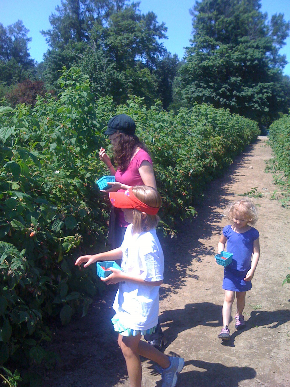 Raspberry picking