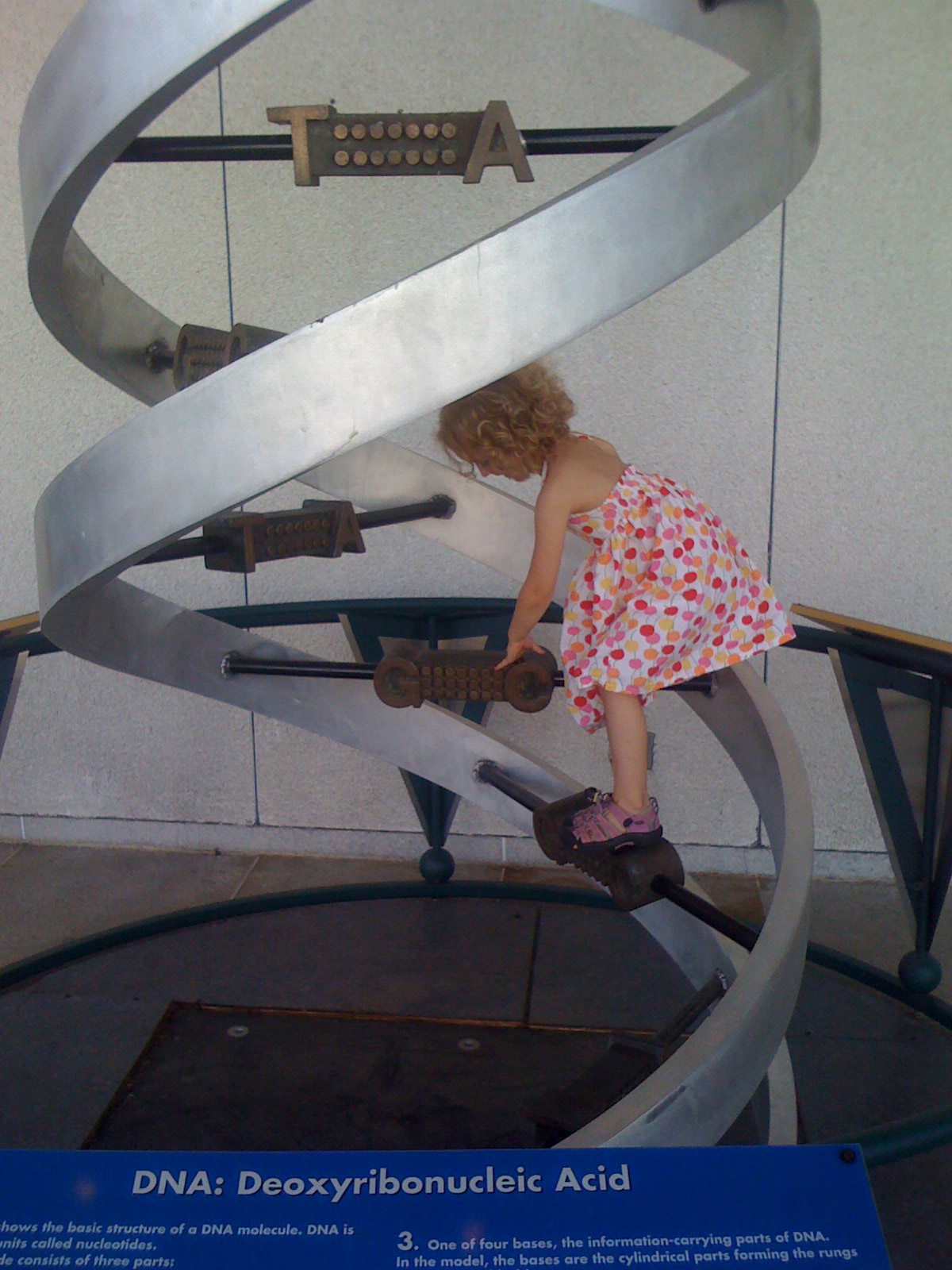 Climbing the DNA ladder