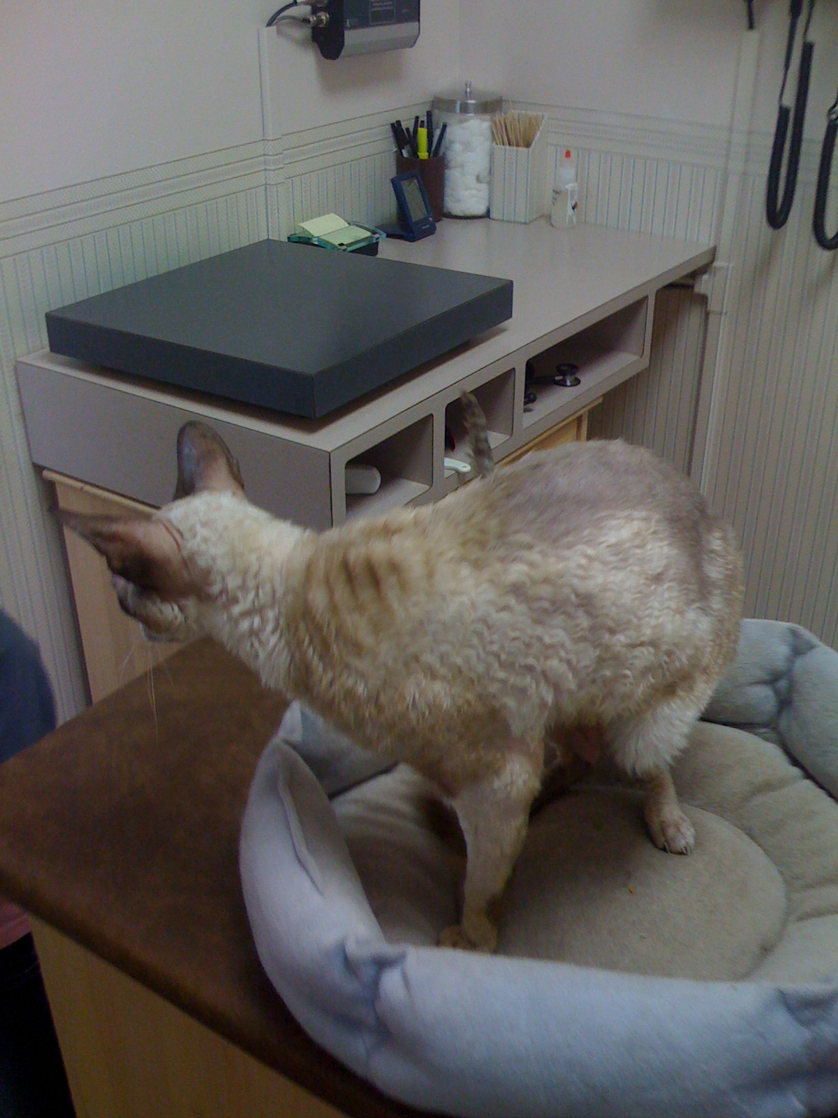 Corky at the vet