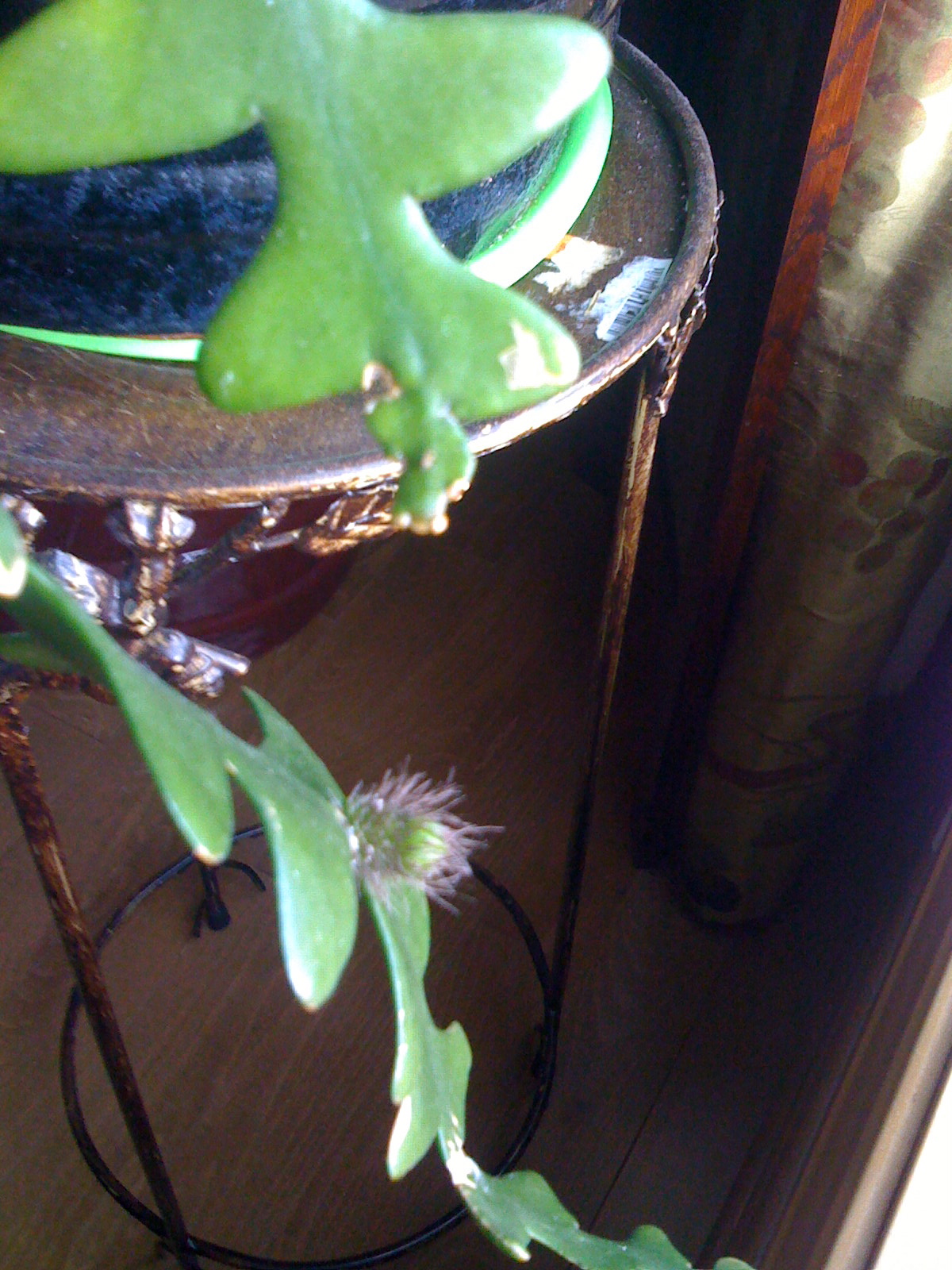 plant sitting for Maggie