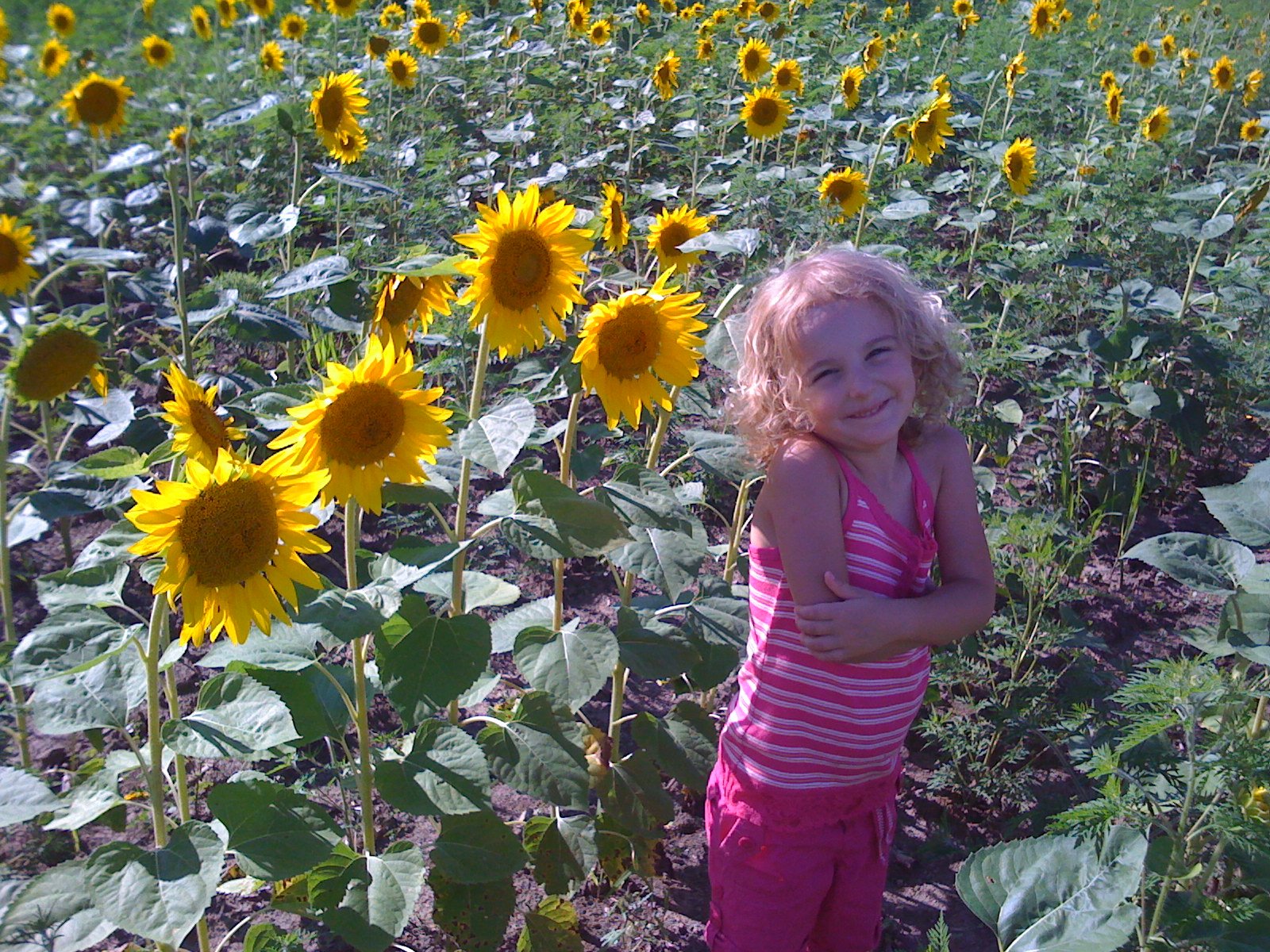 Stopped to play in the sunflower field