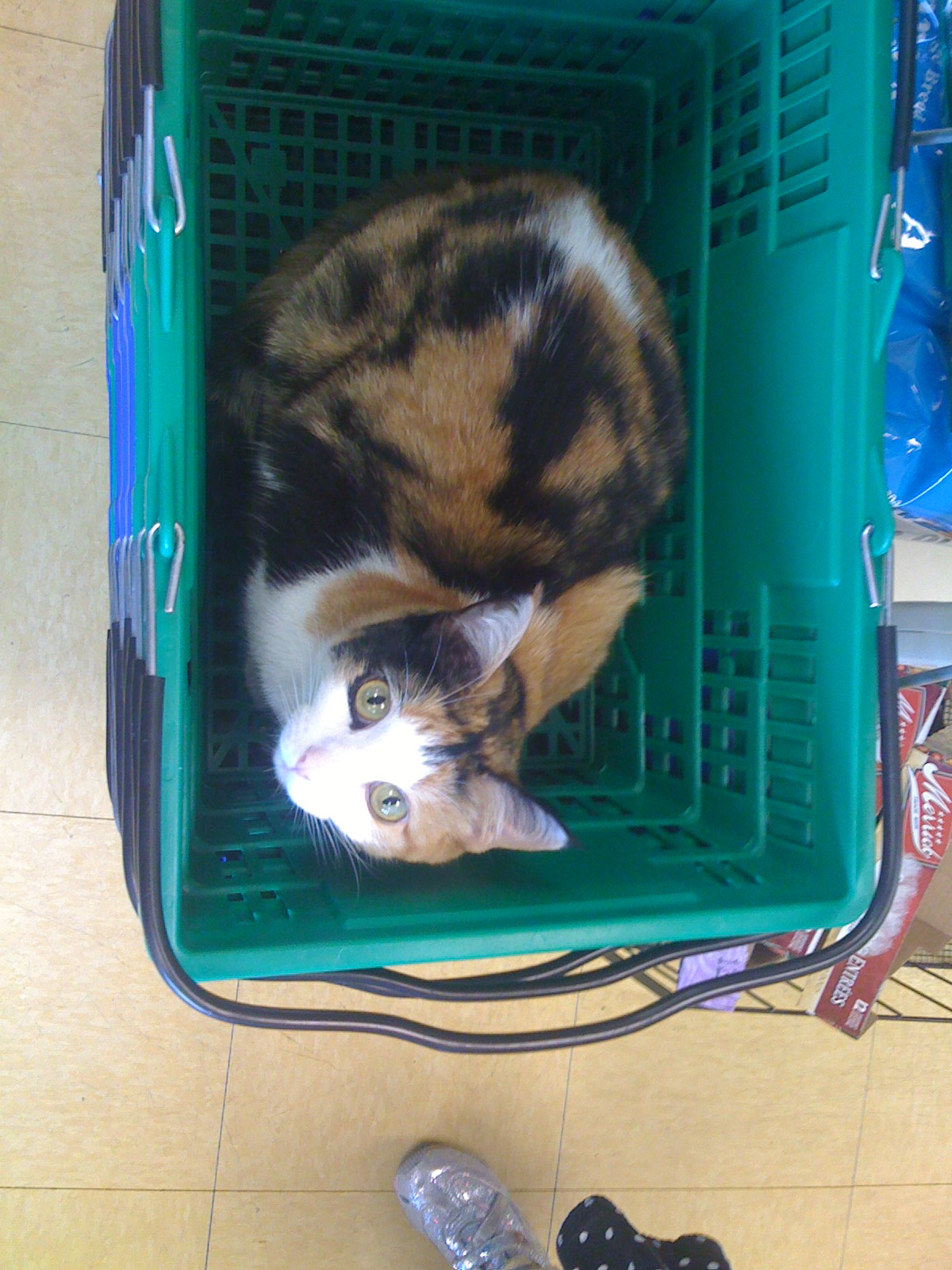 Local natural pet store