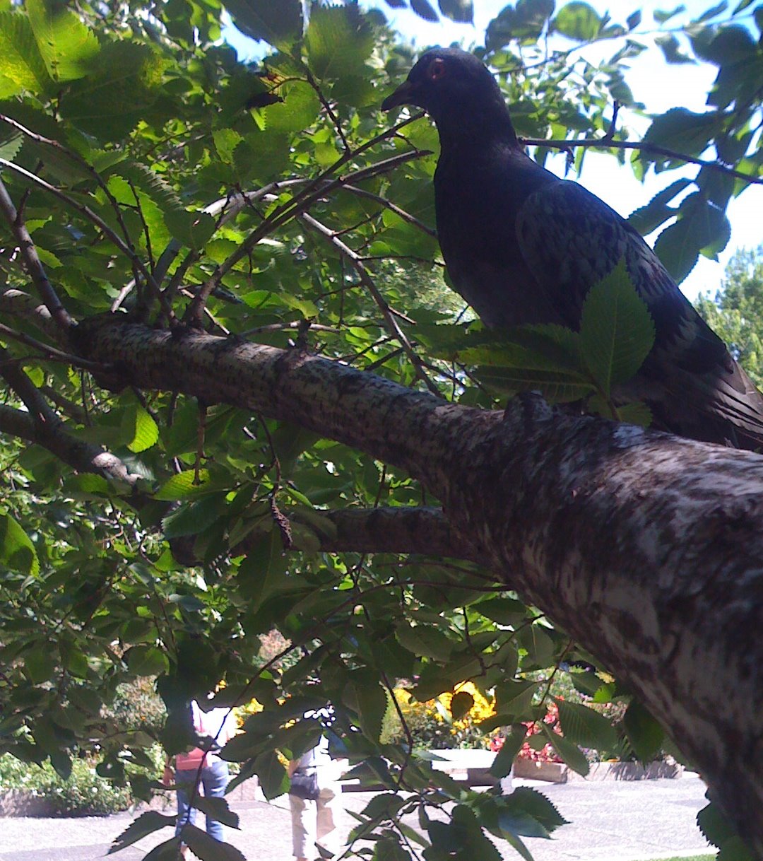 Pigeons – city fun