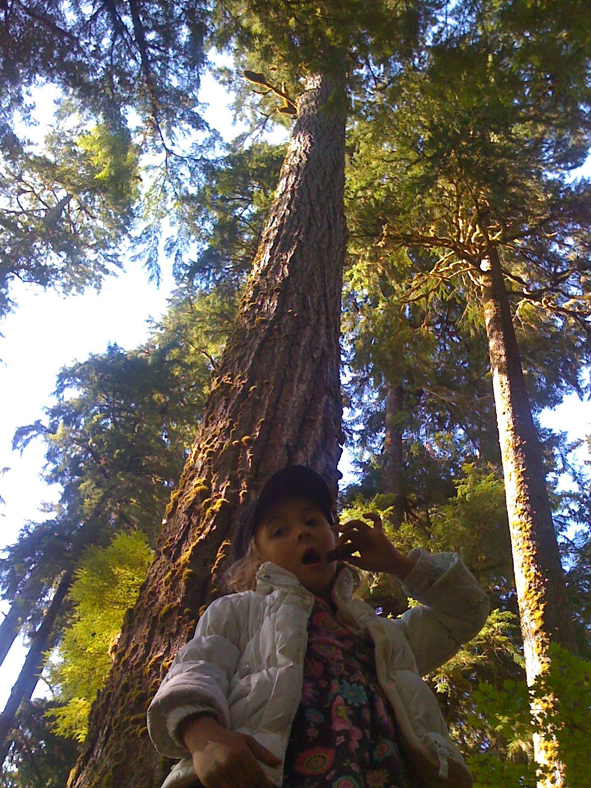 Hoh Rain Forest