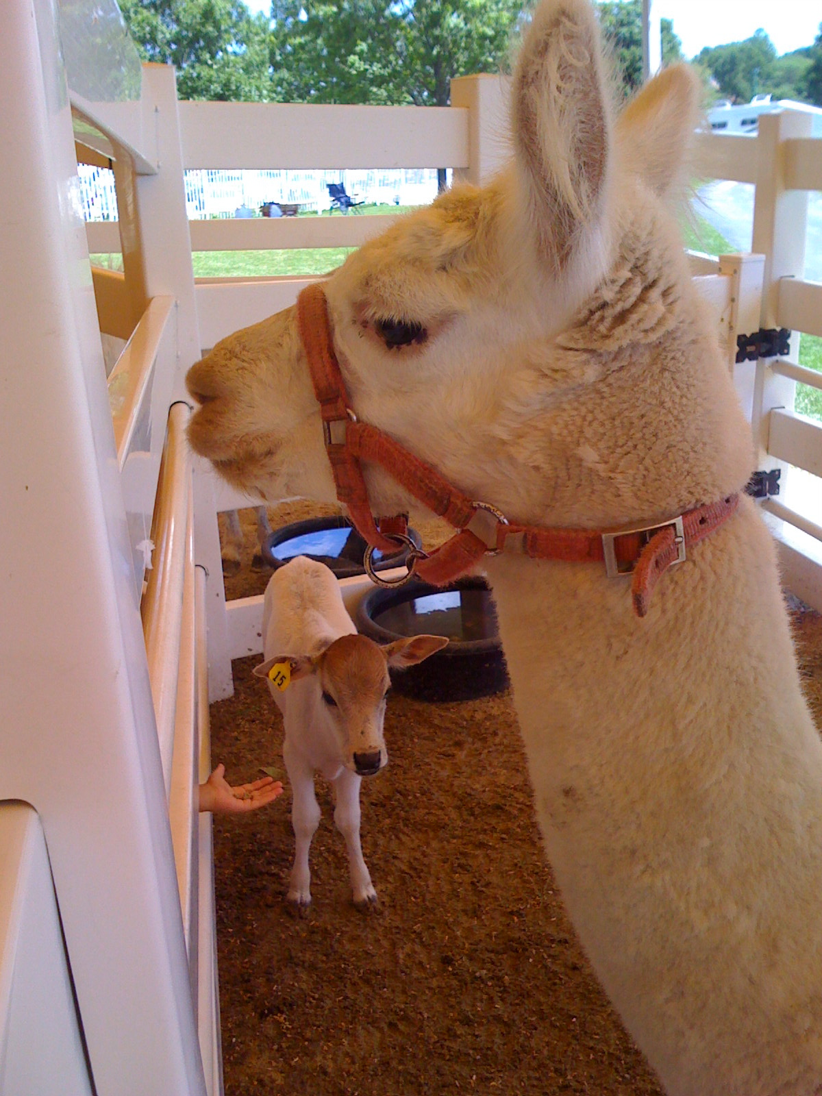 Cute llama and baby cow