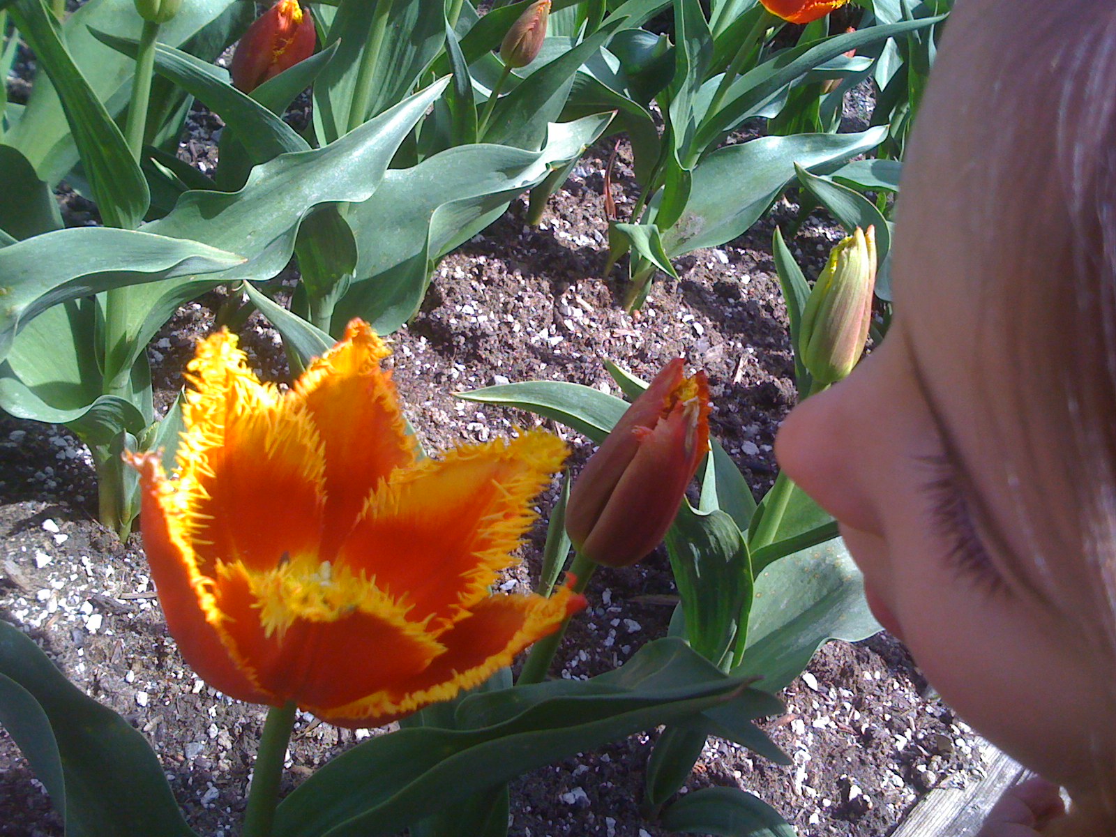 Monti’s favorite tulip – the Fabio