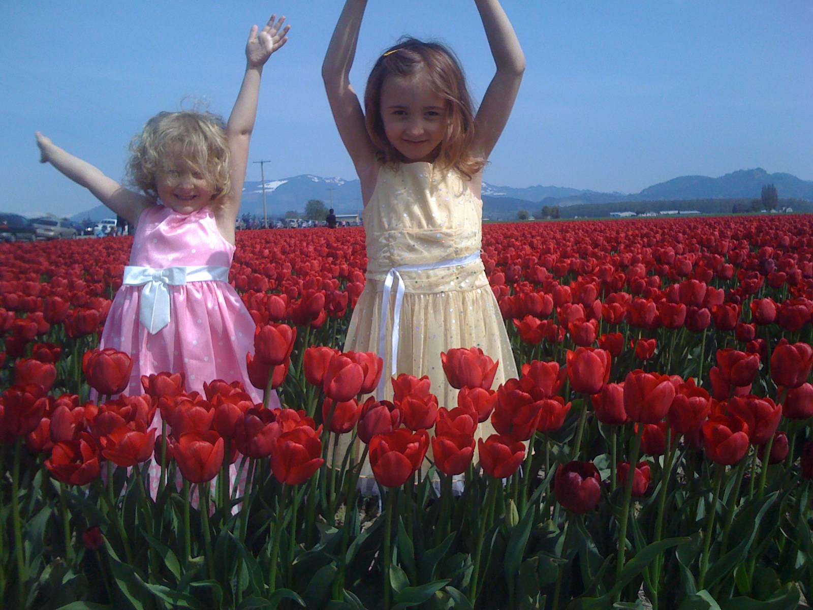 Tulip Festival 2008