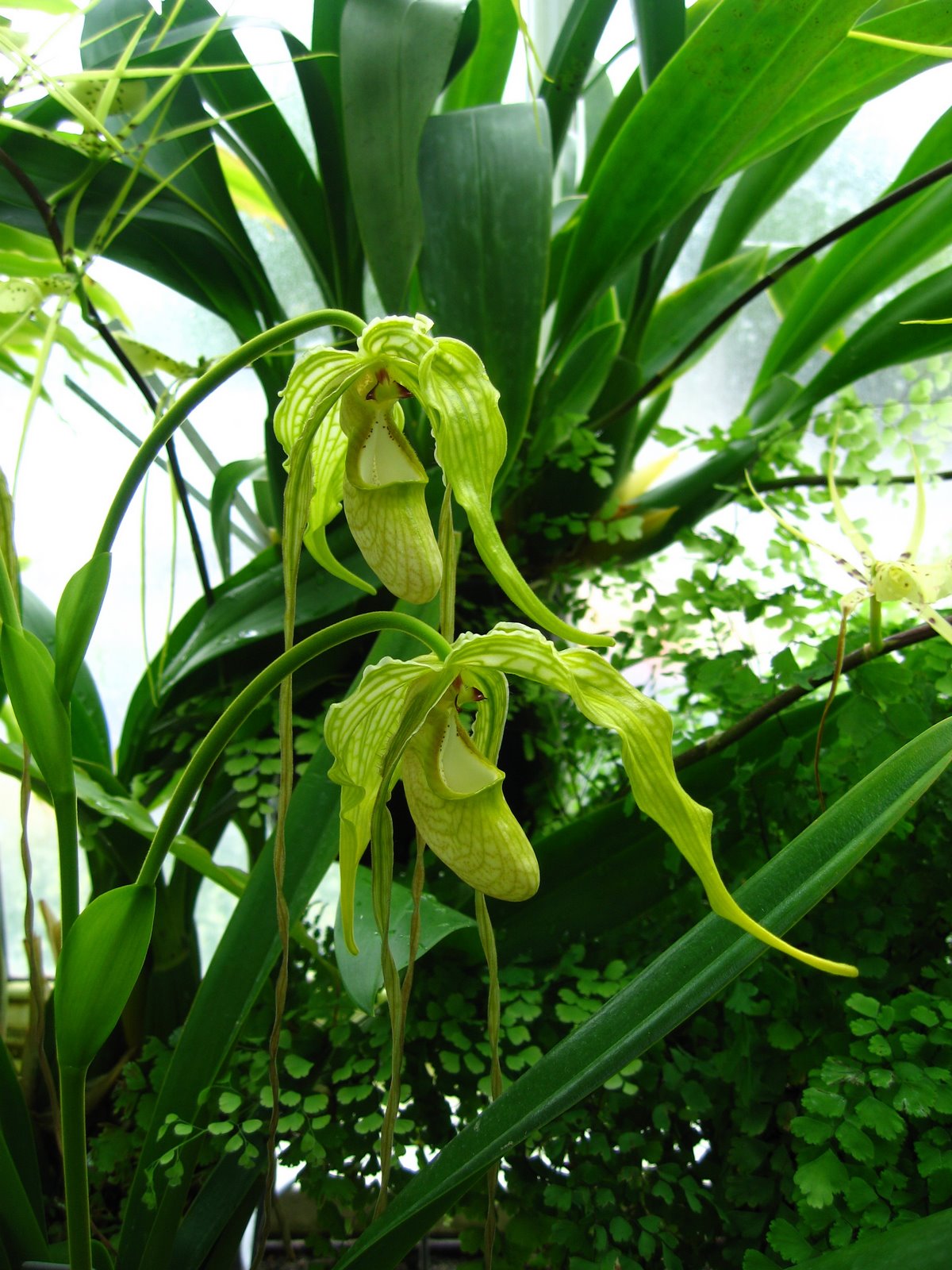 Volunteer Park Conservatory in Capital Hill