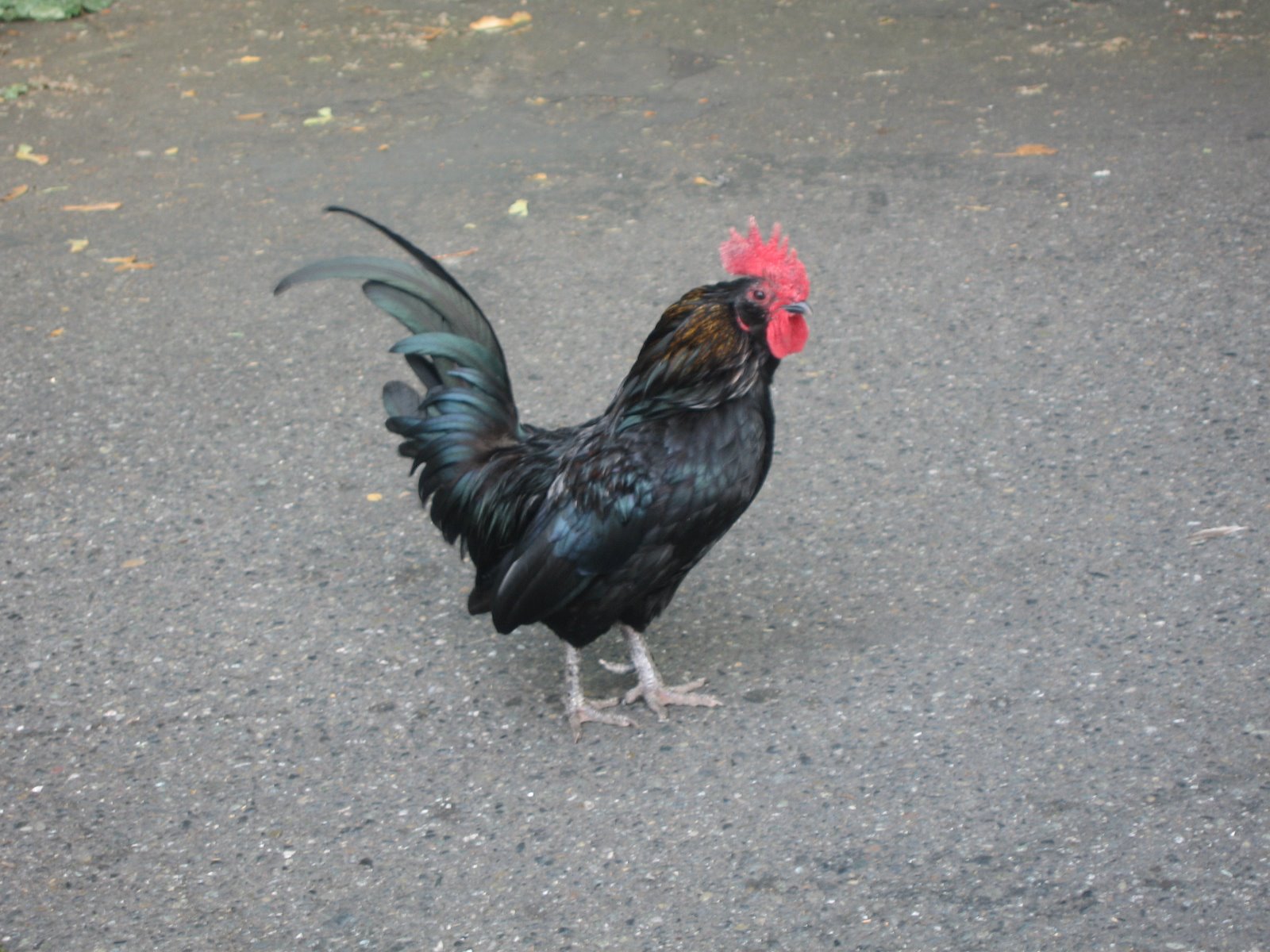 Local rooster at Staples
