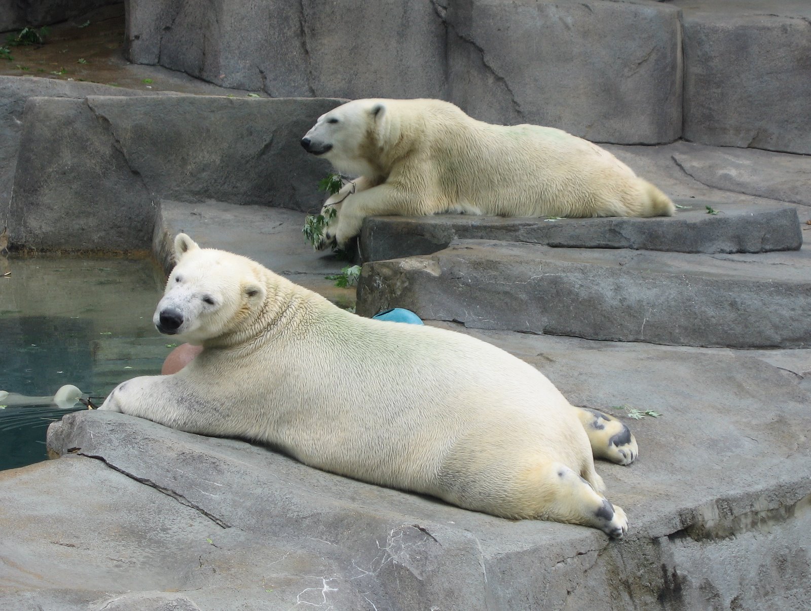 Polar bears