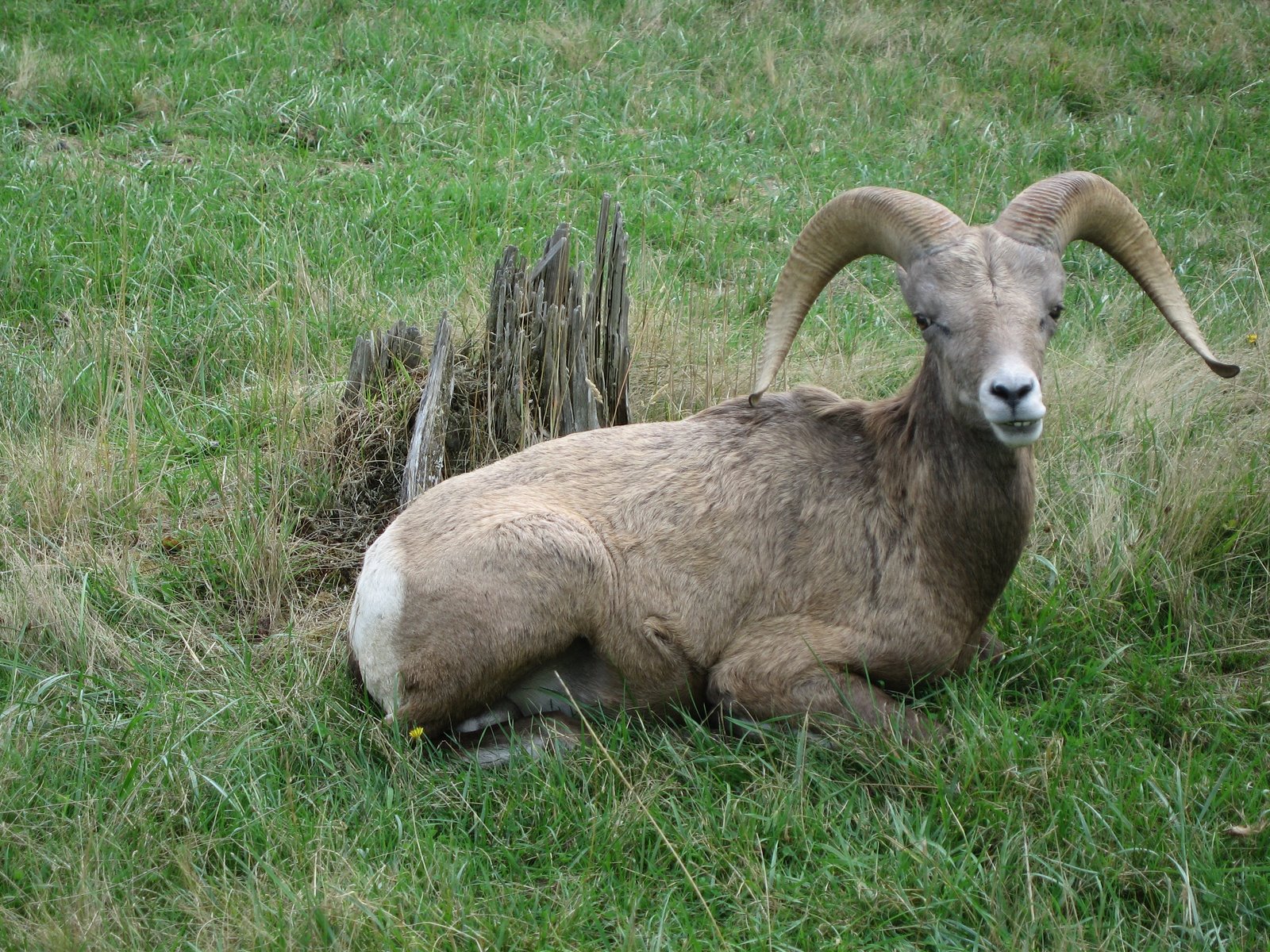 More animals
