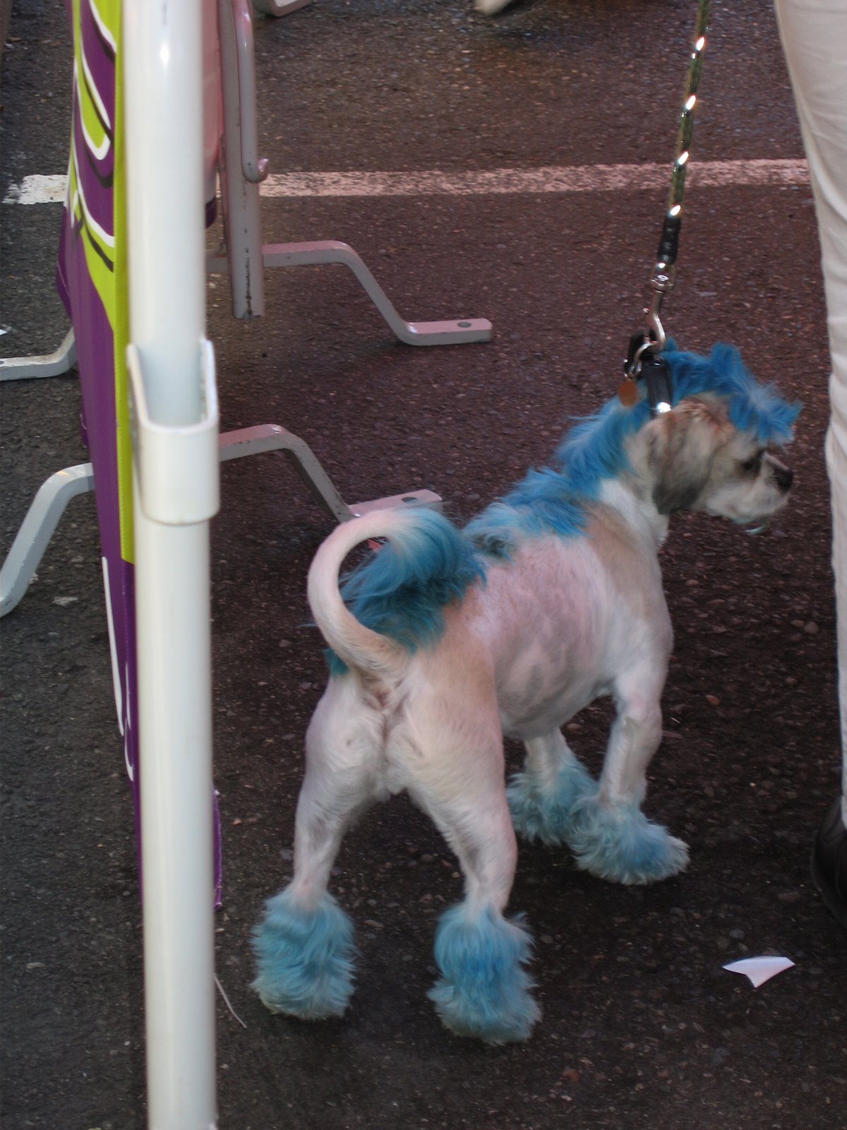 Punk rock dog
