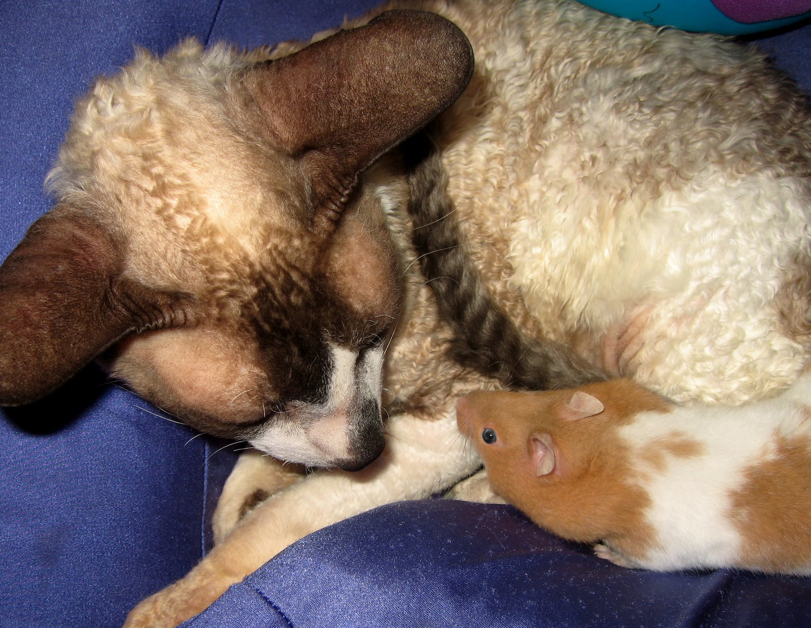Corky’s new buddy