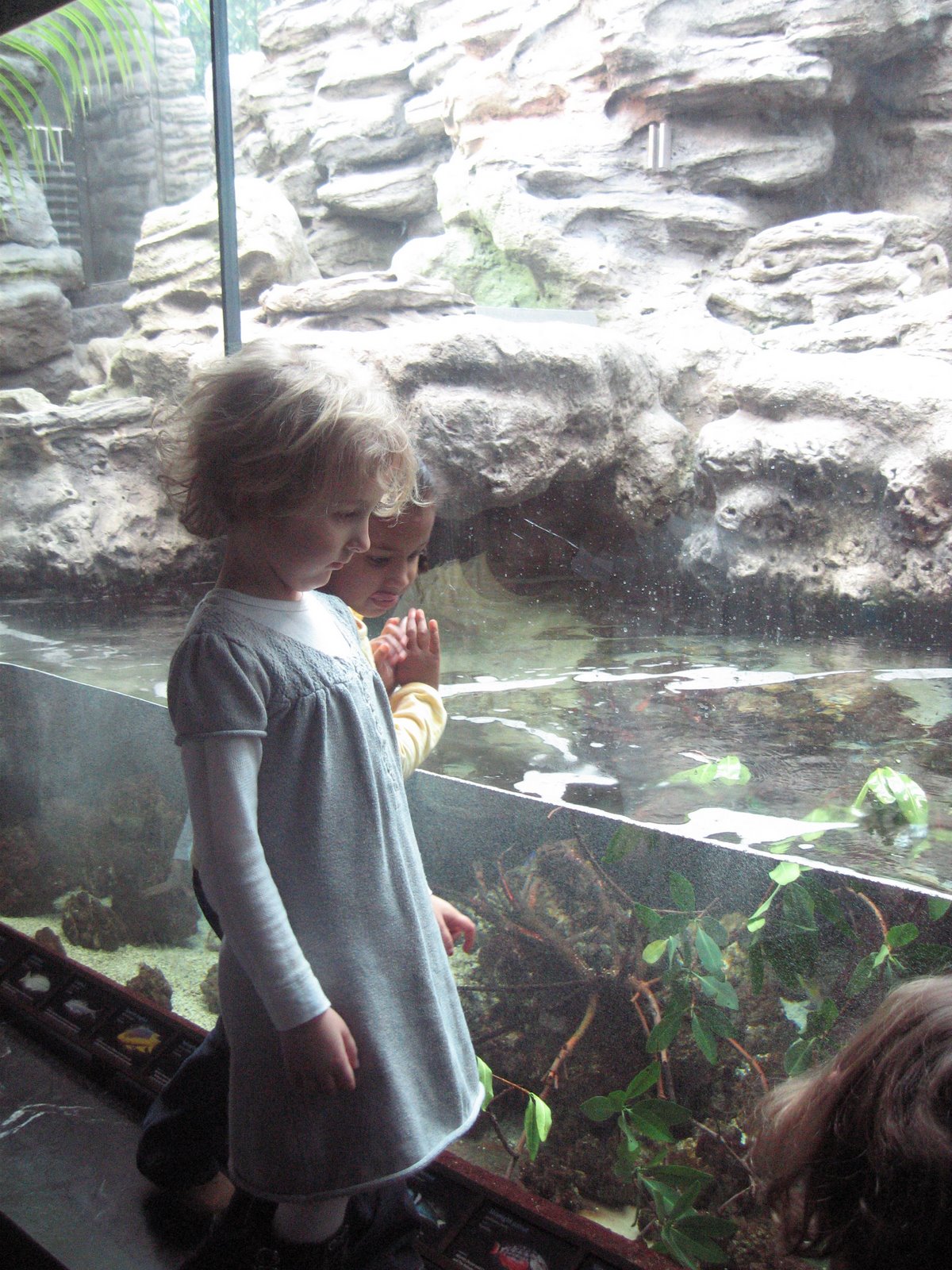 Shedd Aquarium