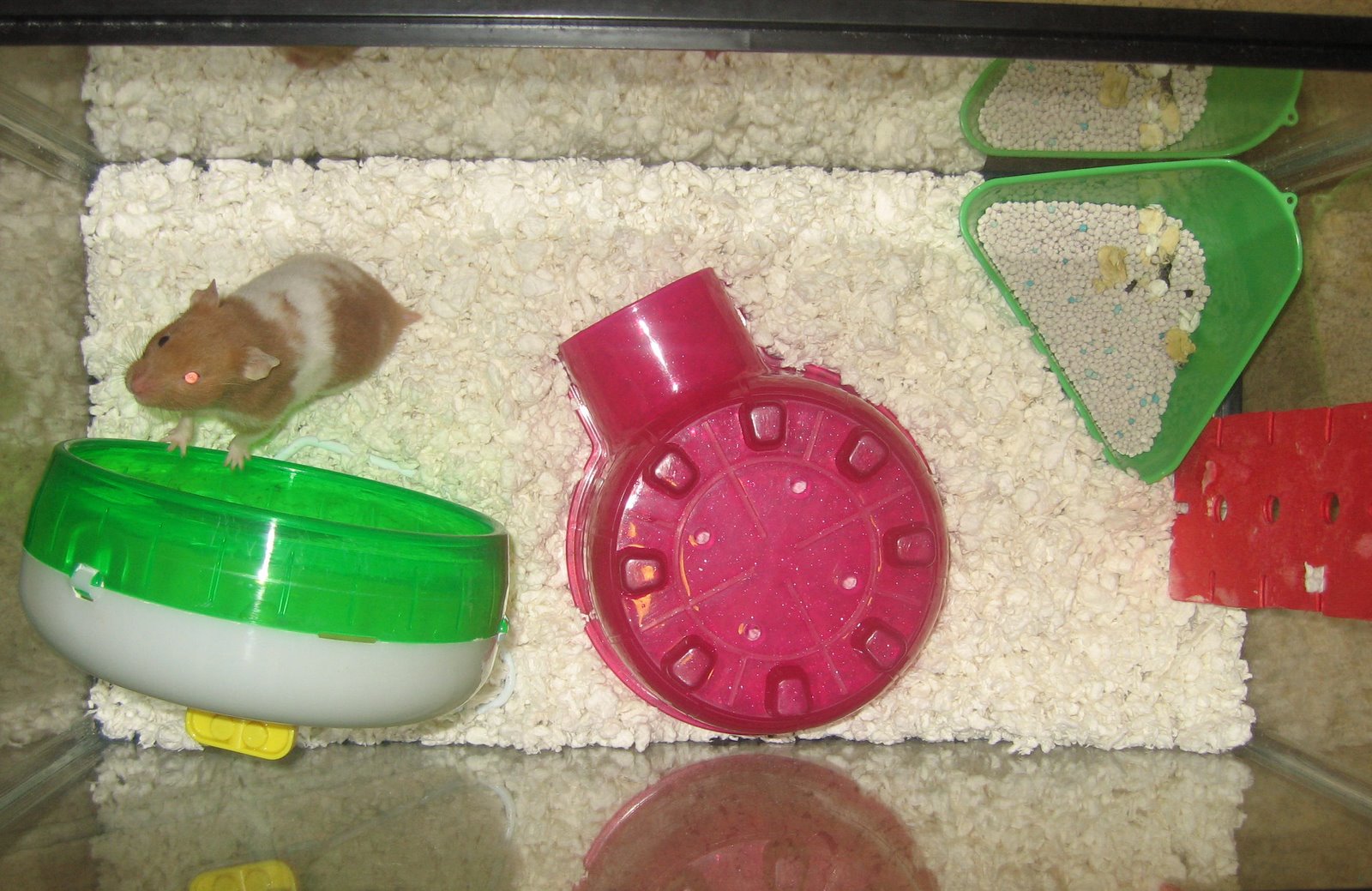 Potty training for Annie
