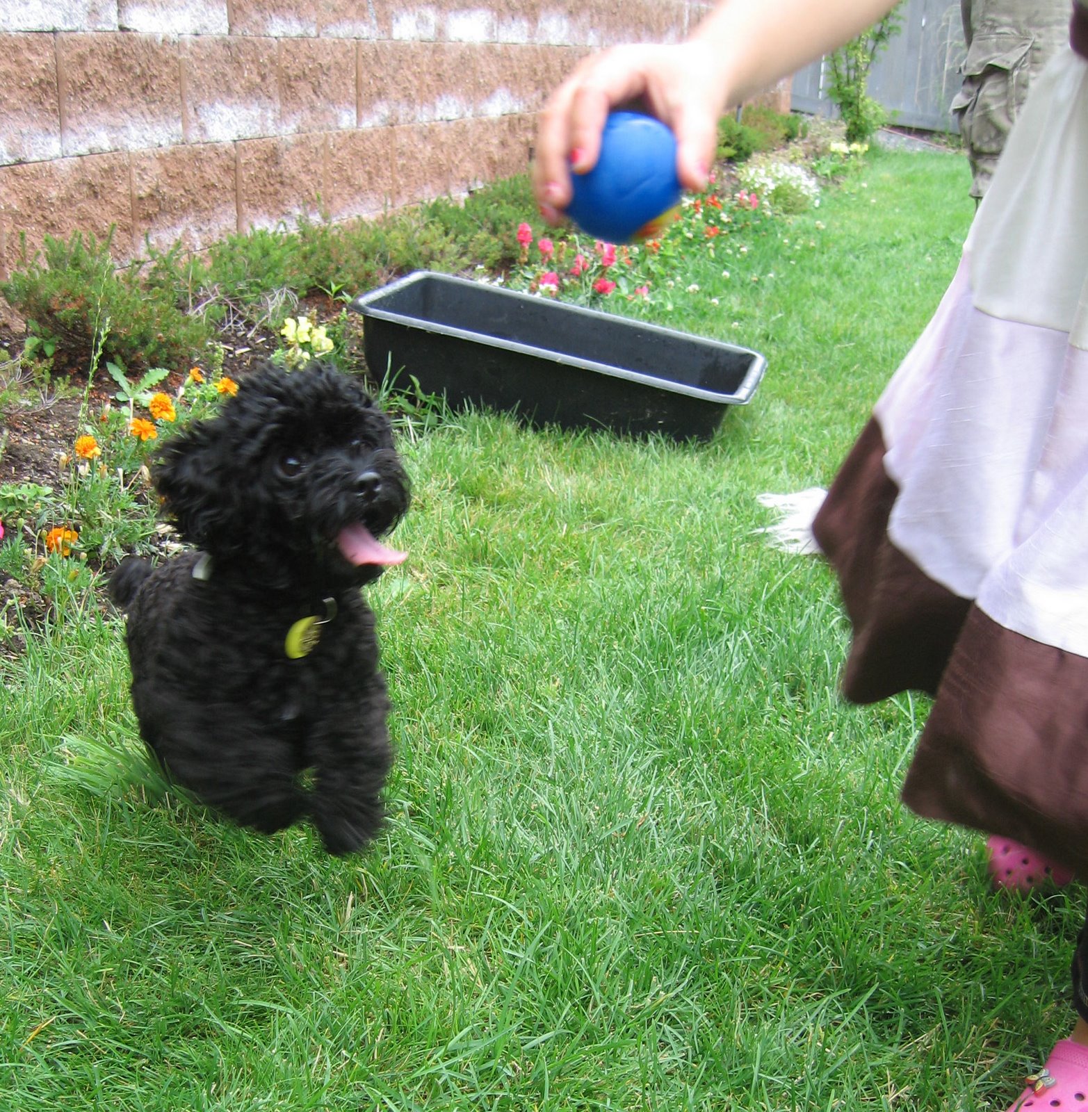 New dog