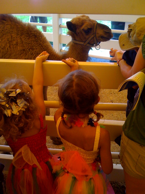 Feeding the baby camel