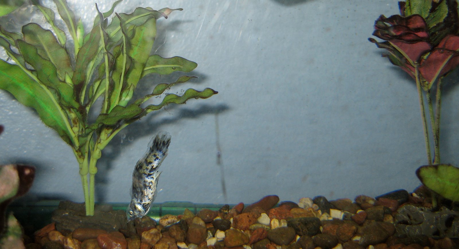 Is there a fish doctor in the house?