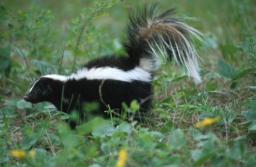 Skunk population on the rise in Elmhurst